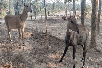 उदयपुरमा वन्यजन्तुको उद्धार, उपचार तथा पुनःस्थापना केन्द्र स्थापना