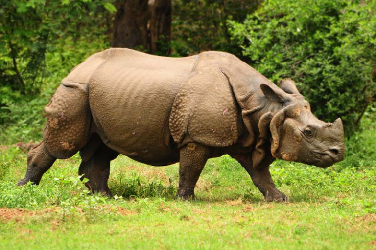 गैँडाको आक्रमणबाट एकको मृत्यु, एक घाइते