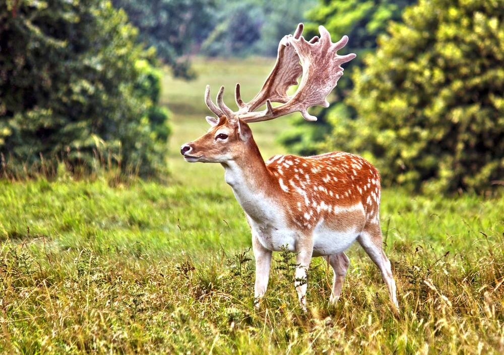 हरिणको आक्रमणबाट वृद्धाको मृत्यु