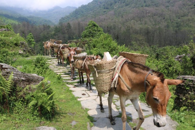 खच्चडकै सहारामा दैनिक उपभोग्य सामग्री ढुवानी