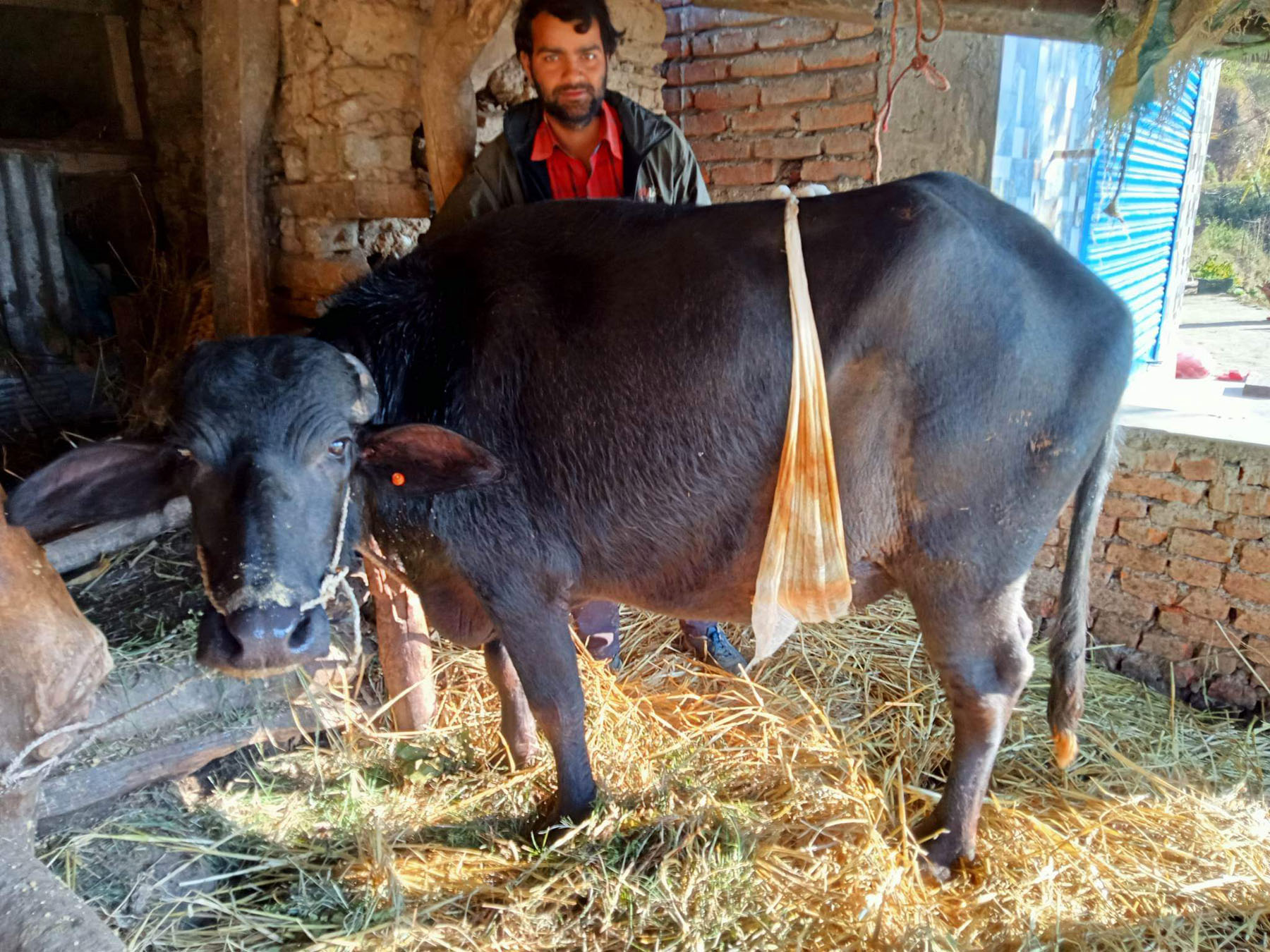 ब्याउन नसकेपछि भैँसीको शल्याक्रिया मार्फत सुत्केरी