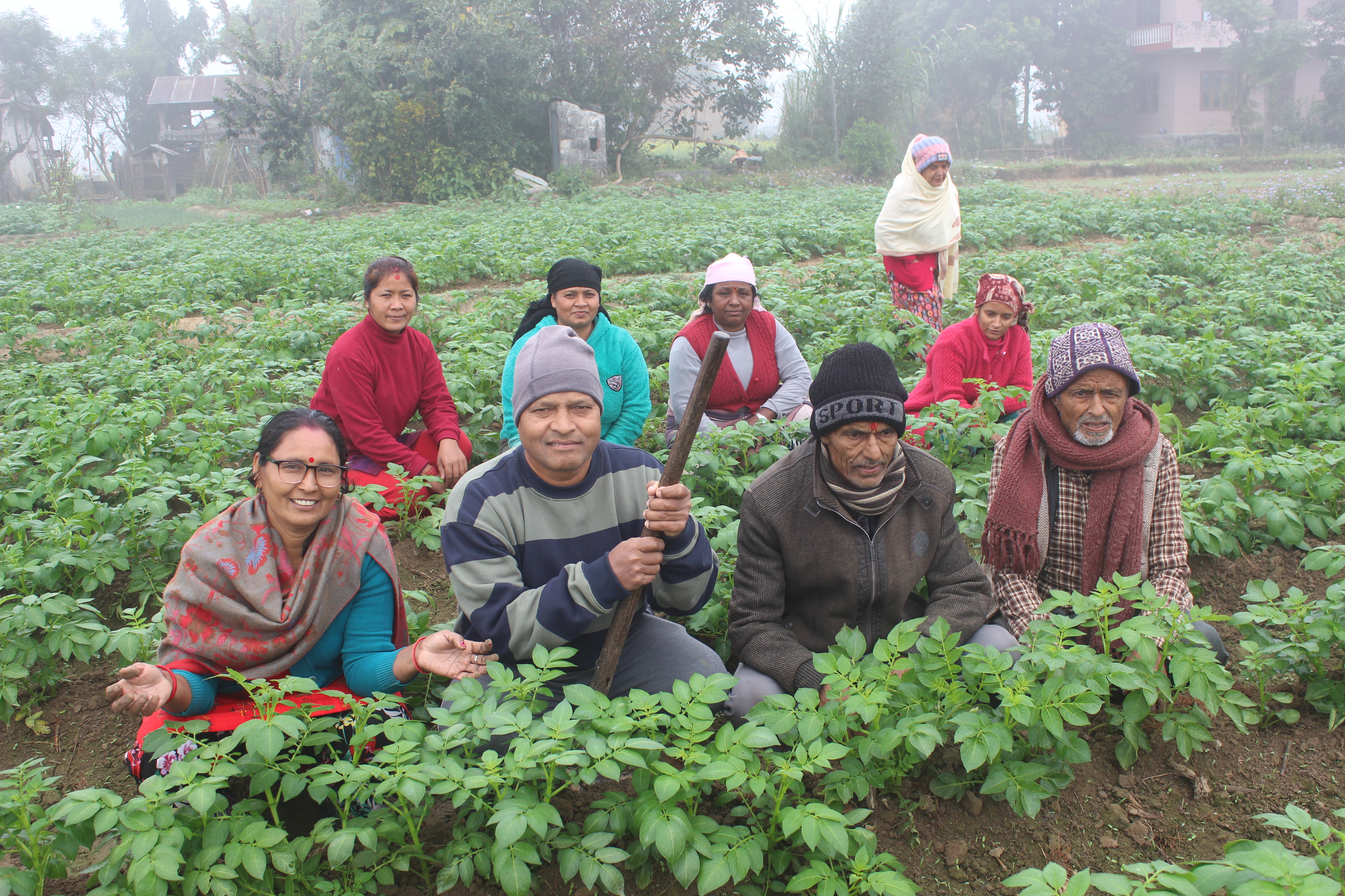 सामूहिक आलु खेतीमा आकर्षित हुदै किसान