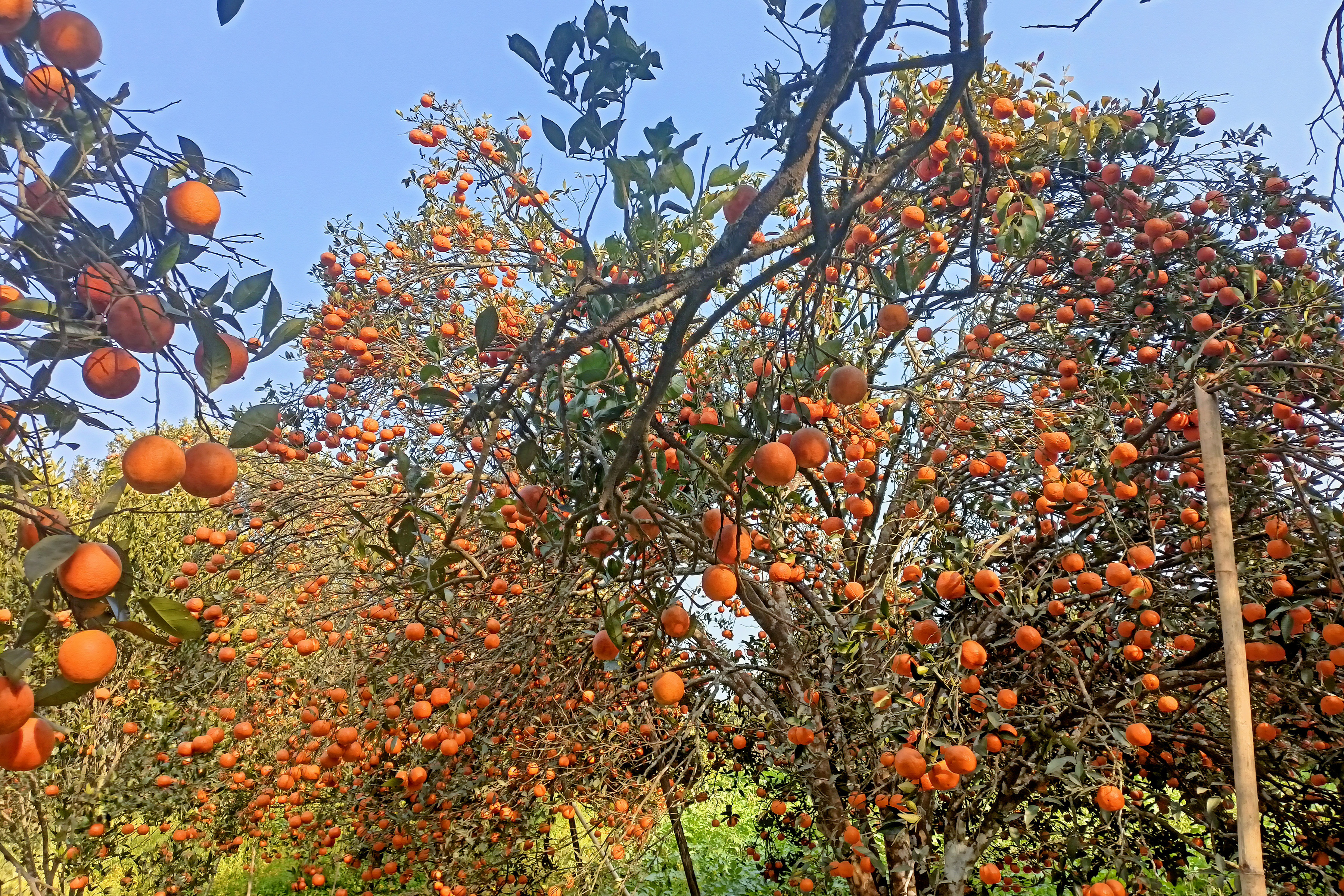 उचित मूल्य नपाउदा बोटमै रहे जुनार र सुन्तला