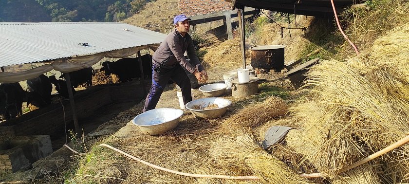 तोरीको उत्पादन बढ्ने भएपछि किसान खुसी