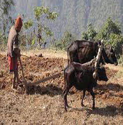 किसानका मर्का सम्बोधन गर्न एमालेको ध्यानाकर्षण