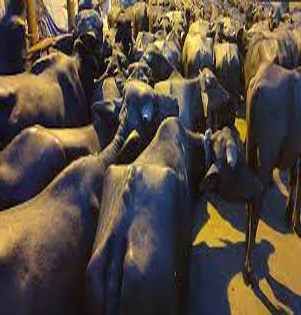 राँगाको तथ्याङ्क सङ्कलन गरिँदै