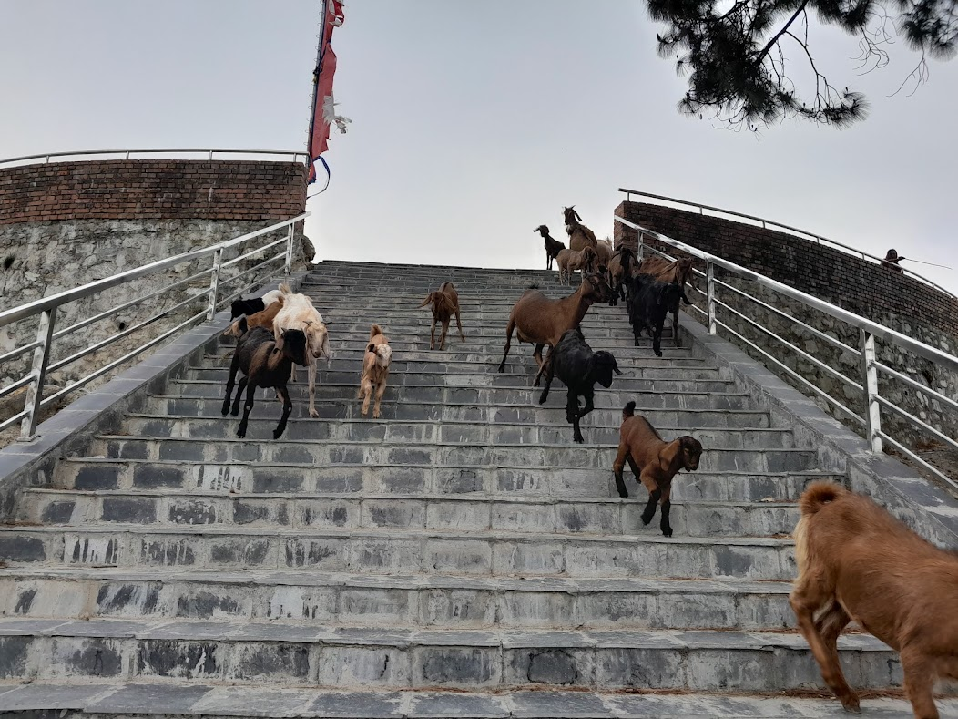 खोरेत रोगविरुद्धको खोप अभियान सुरु