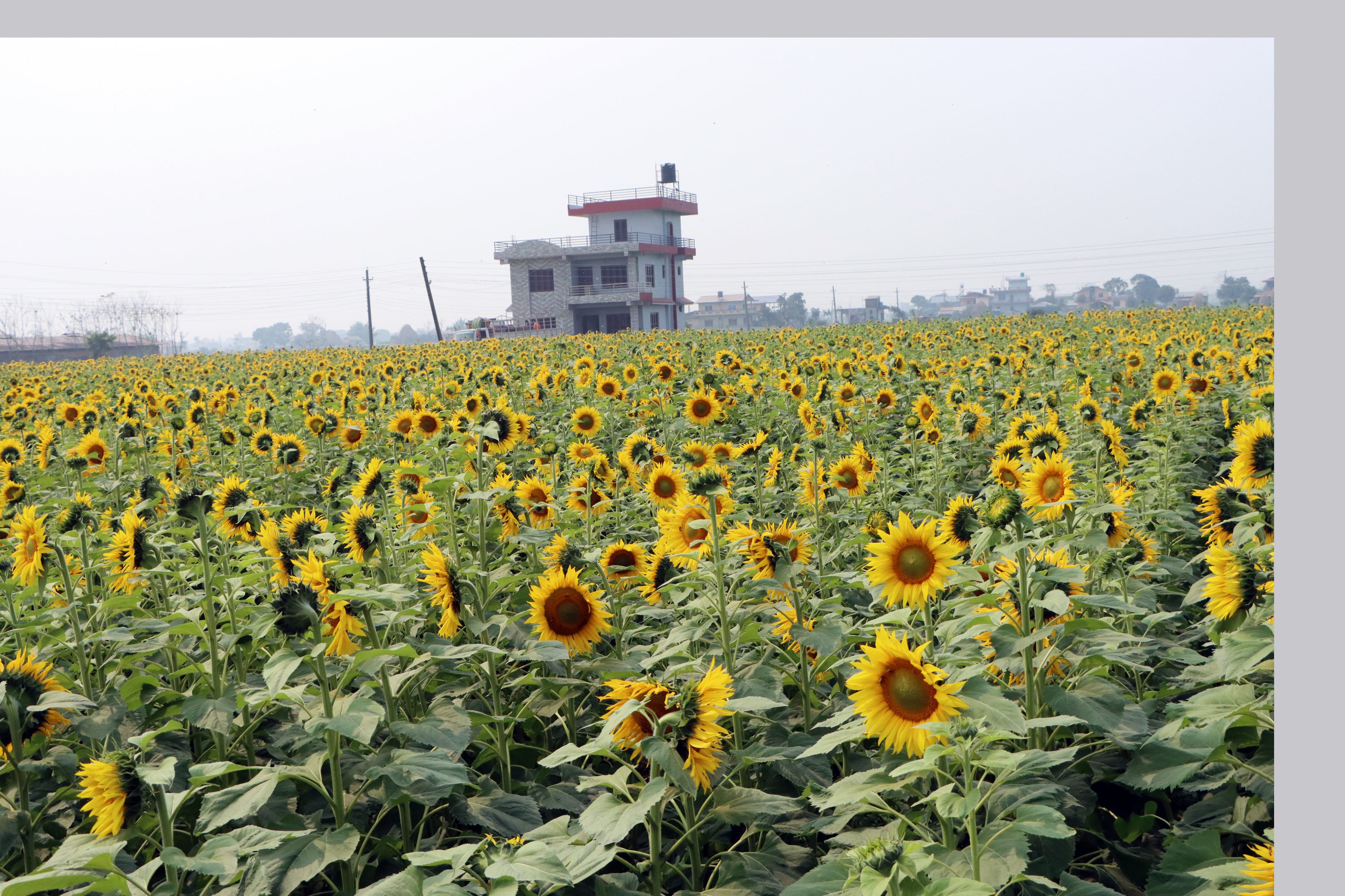 सूर्यमुखीको व्यावसायिक खेतीतर्फ आकर्षण बढ्दै