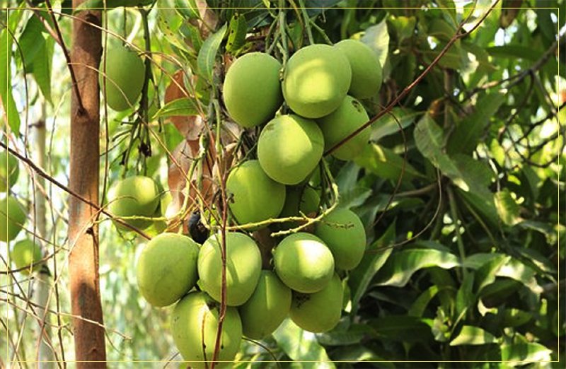 आँपमा मधुवा रोग लागेपछि किसान चिन्तित