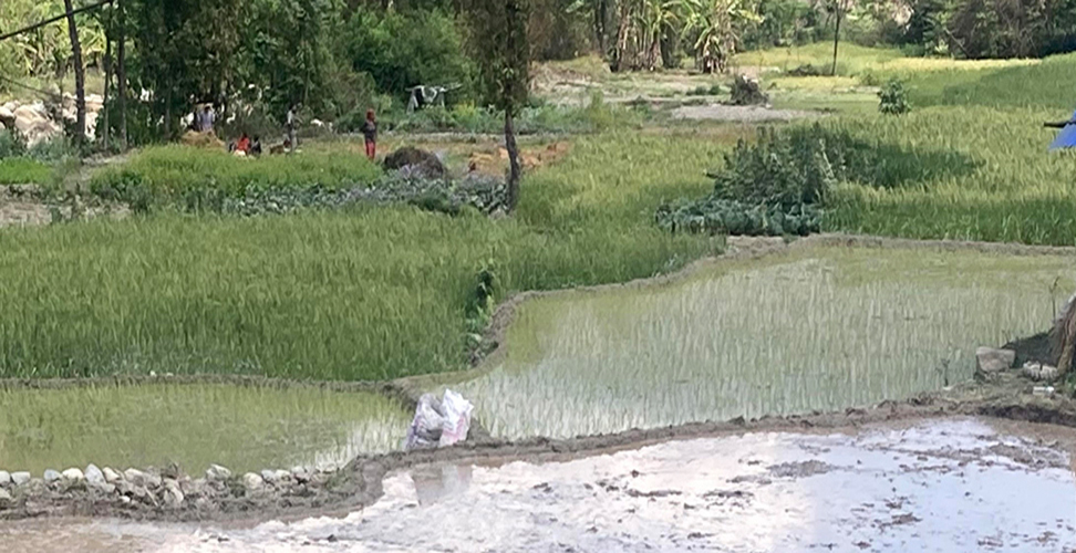 नवलपुरमा चैतेधान लगाउने क्षेत्रफलमा वृद्धि