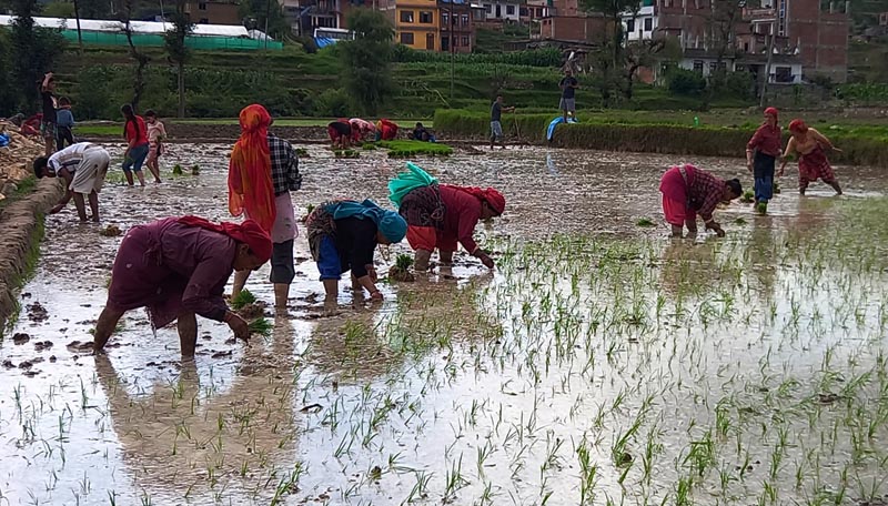 जेठमै धान रोपाइँ सुरु