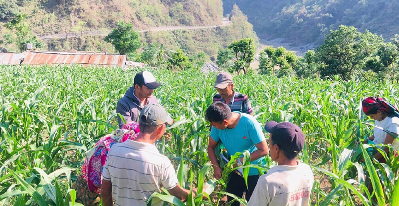 मकैमा फौजी कीराको प्रकोप बढेपछि किसान चिन्तित