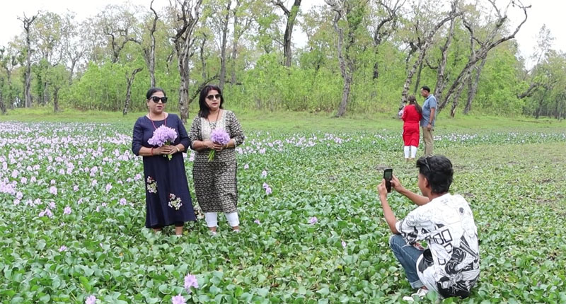 फुलेको जलकुम्भी हेर्न आन्तरिक पर्यटको भिड