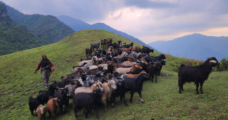 लेकमा बाख्रा चराउँदै वृद्धा