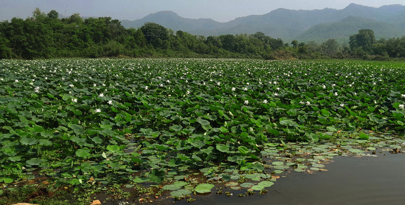 पर्यटकीयस्थल बन्दैँ मिर्चैयाको कमल दह