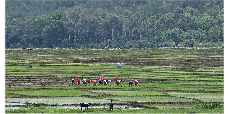 कर्णाली प्रदेशमा ४५ प्रतिशत धान रोपाइँ