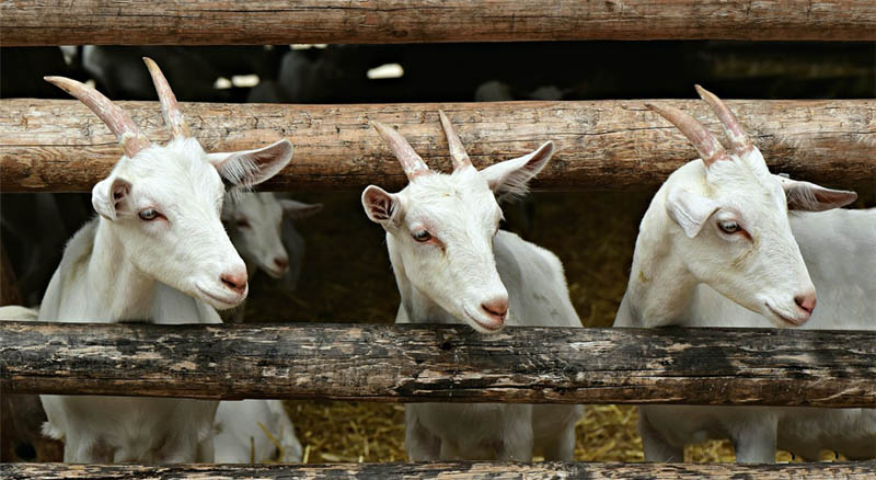 दलित परिवारले पालेका सबै पशुपक्षीको निःशुल्क बीमा